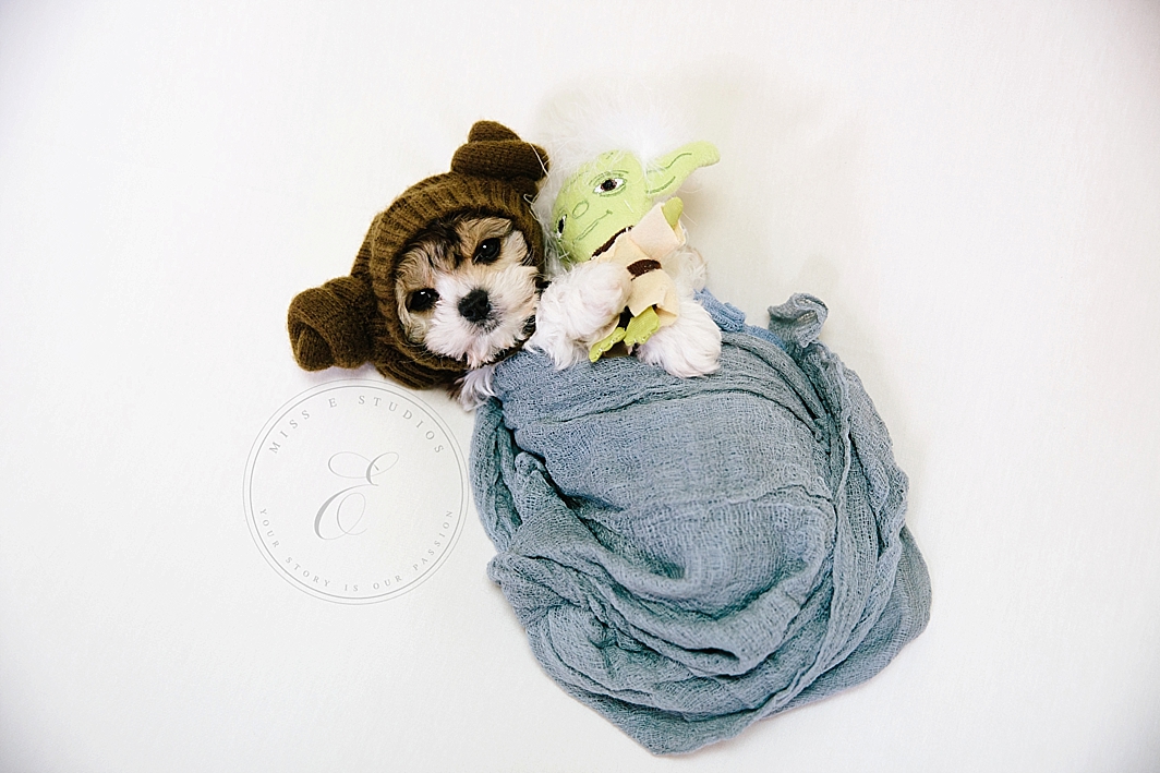 puppy pictures with dog wrapped in blanket dressed as Lea for Star Wars Day