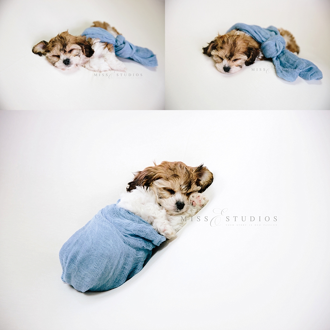 Espen May The 4th | Puppy Photographer