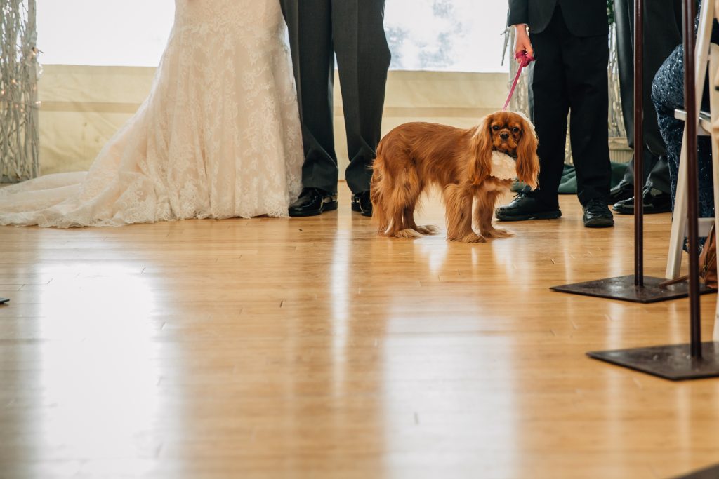 Idaho Falls Wedding photos with Dog