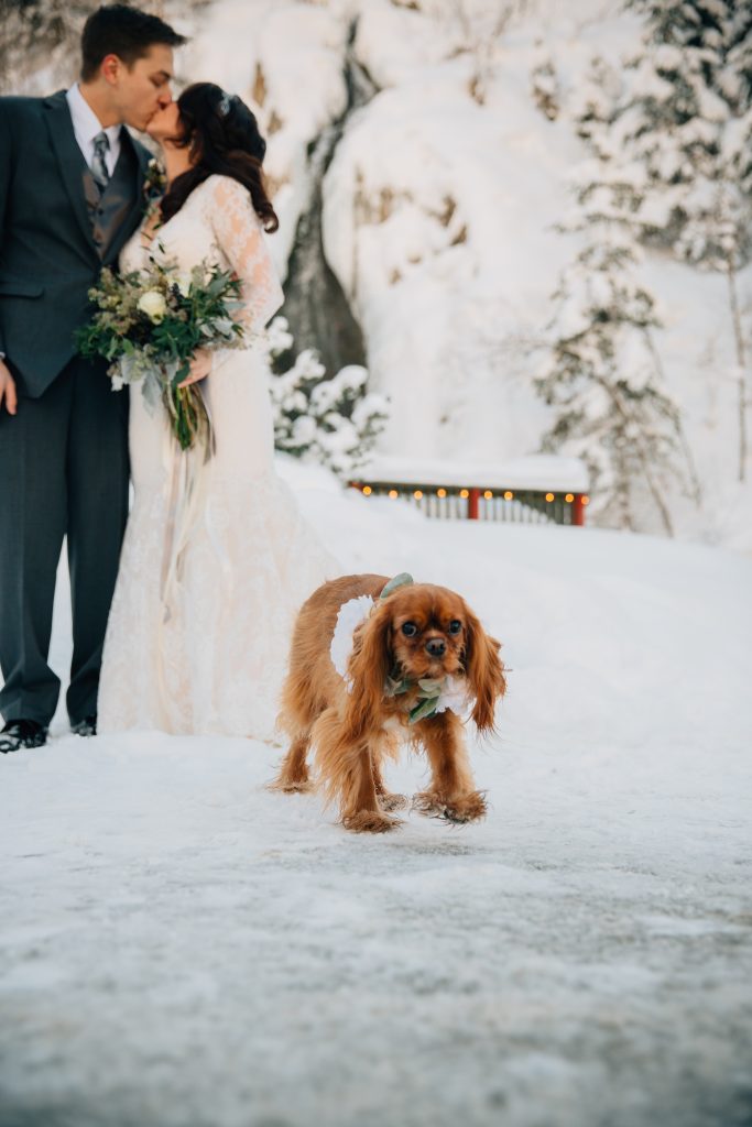 Snowy Wedding with Dog photos
