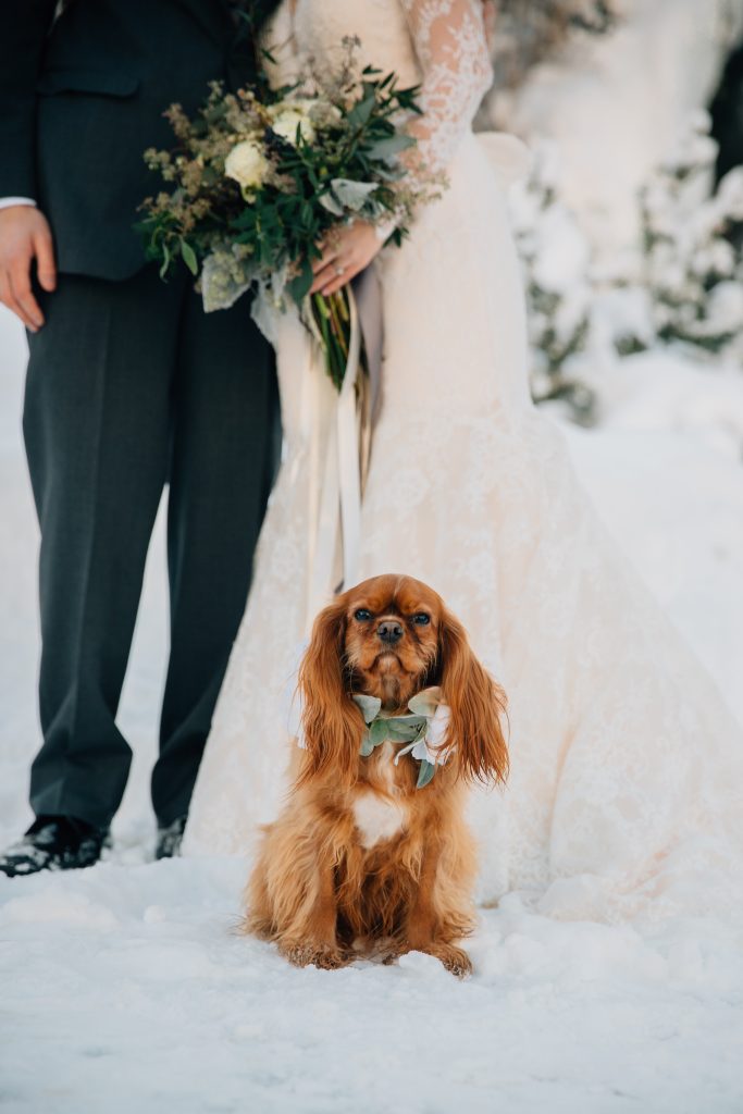 Dog at Winter Wedding Idaho Falls