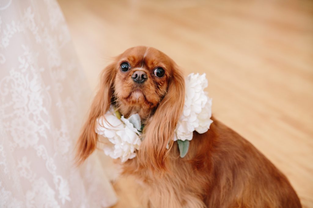 Dog at Wedding photos Idaho Photographer 