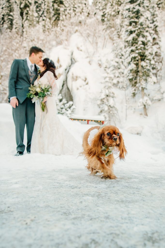 dog walking away as owners kiss after Jackson Hole Wedding