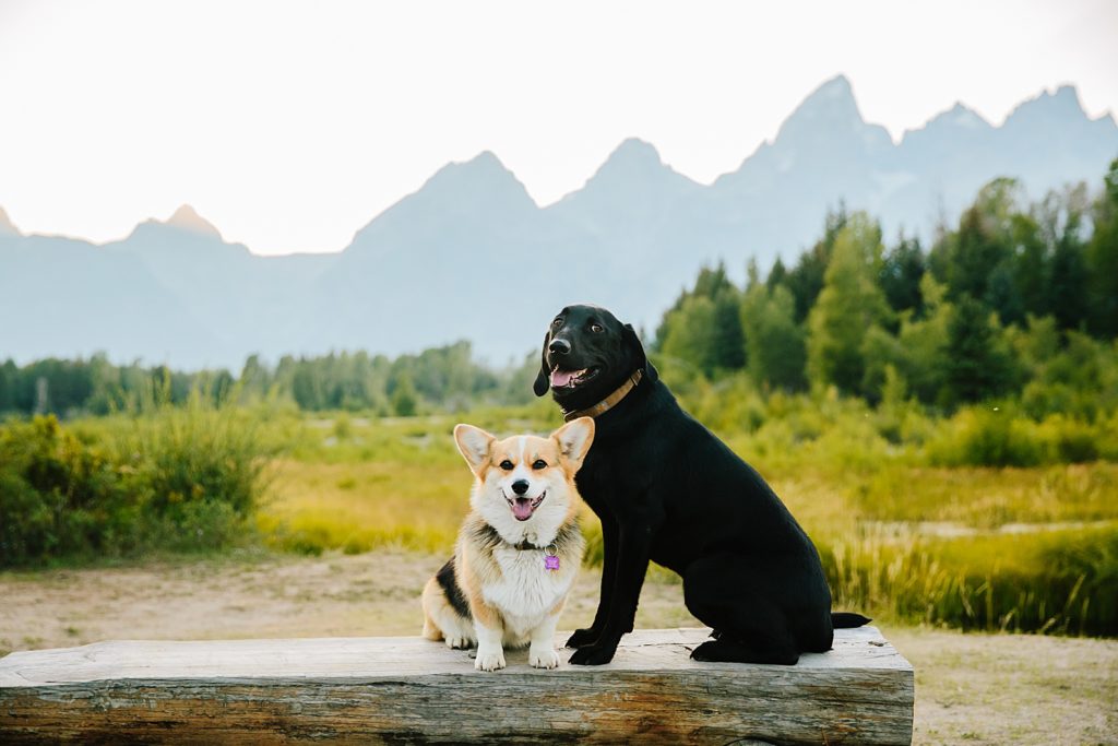Grand Teton National Forest with Dogs