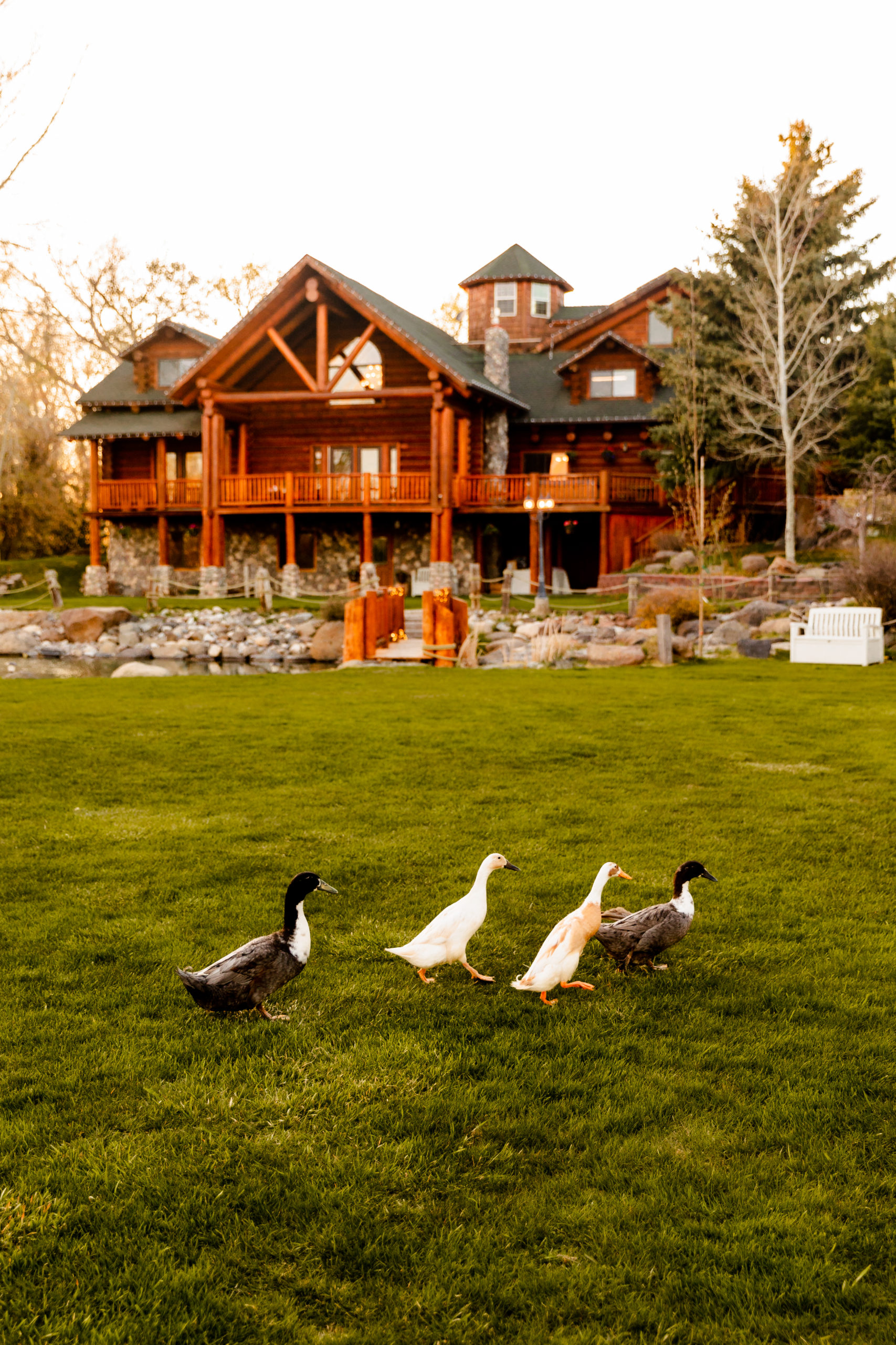 ducks waddling around in front of wedding venue
